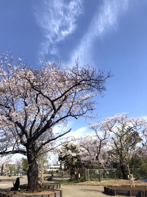 横浜の桜