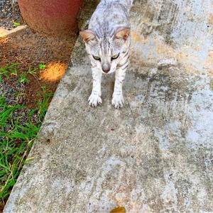 スリランカ ネコ