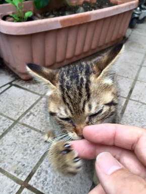 のらねこ2