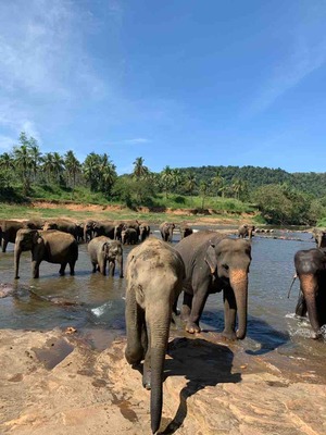 スリランカ ゾウ