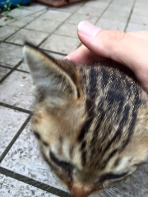 のらねこ5