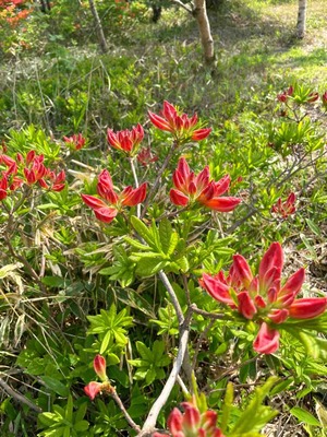ツツジの蕾