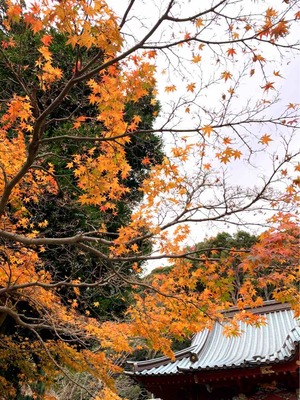 伊豆山神社 紅葉