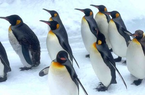 ペンギン