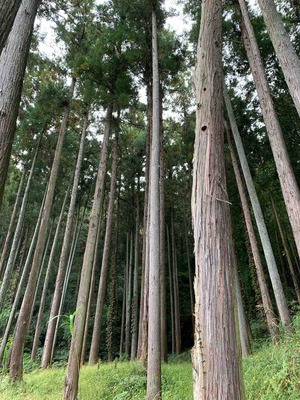 真っ直ぐな木
