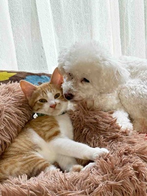保護猫