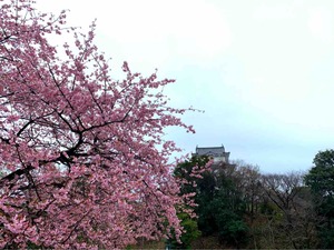 小田原城と桜