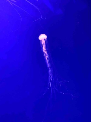 クラゲ