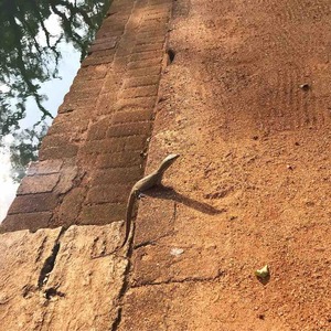 スリランカ トカゲ