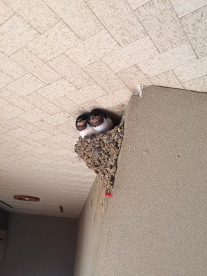 ツバメ ひな