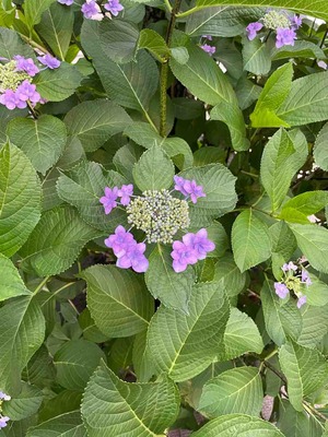 紫陽花2
