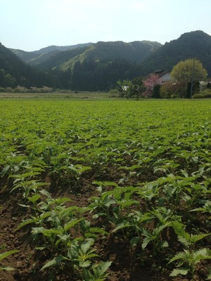 栃木県麻畑