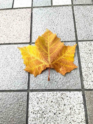 落ち葉