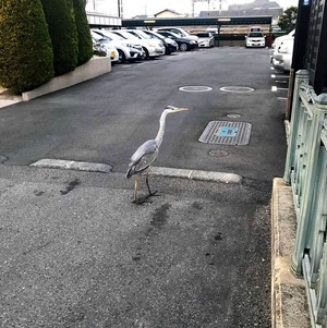 アオサギ