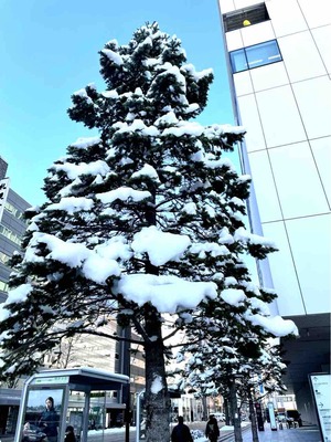 雪の札幌