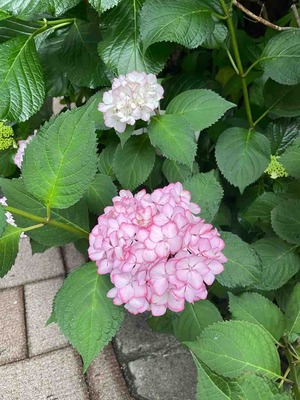 紫陽花5