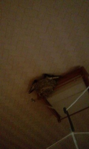 つばめ