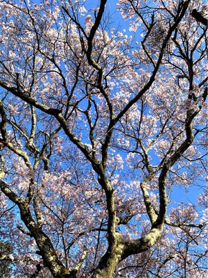桜