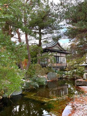 神社の木