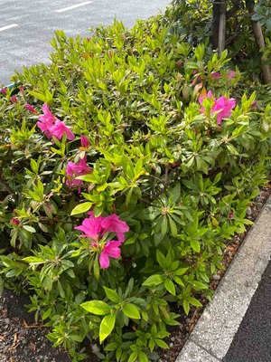ツツジ