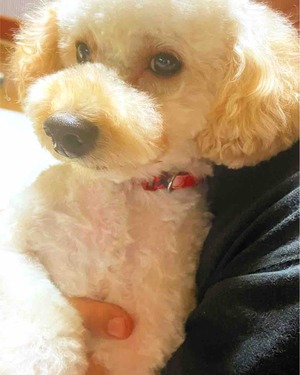 保護犬