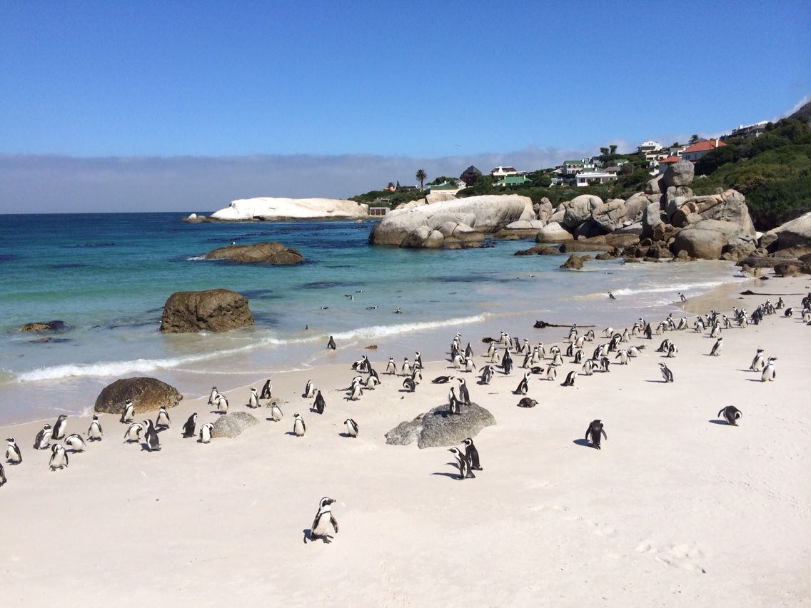 南アフリカ ペンギンのいる場所 伊江島日和 沖縄の島生活ブログ