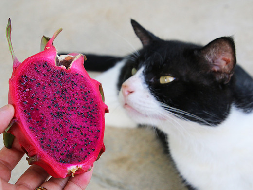 ˹Υɥ饴ե롼Ĥȥͥ