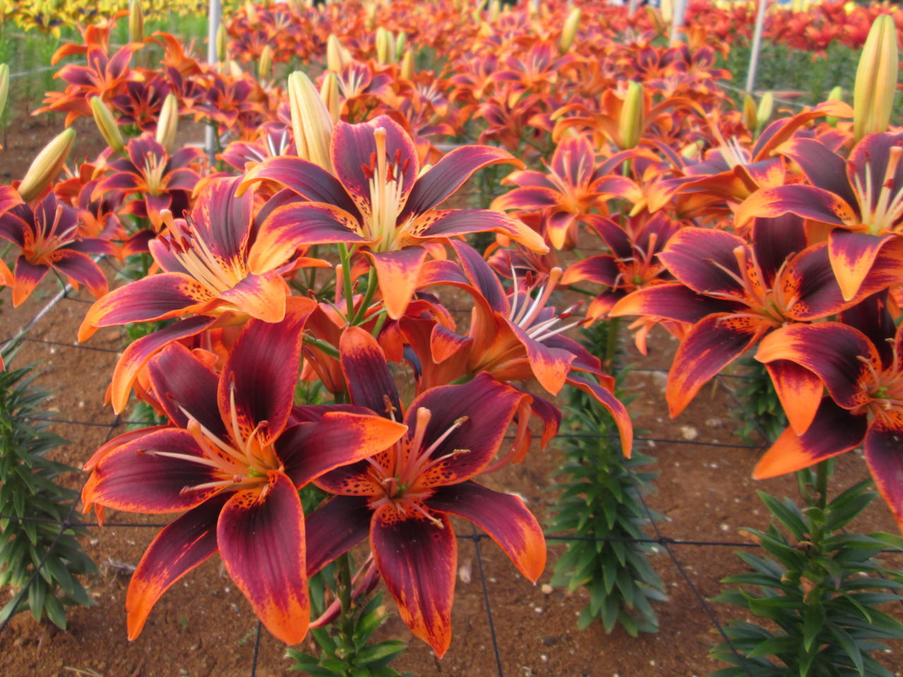 世界のゆり 伊江島ゆり祭り 伊江島日和 沖縄の島生活ブログ 世界のゆり 伊江島ゆり祭り 伊江島日和 沖縄の島生活ブログ