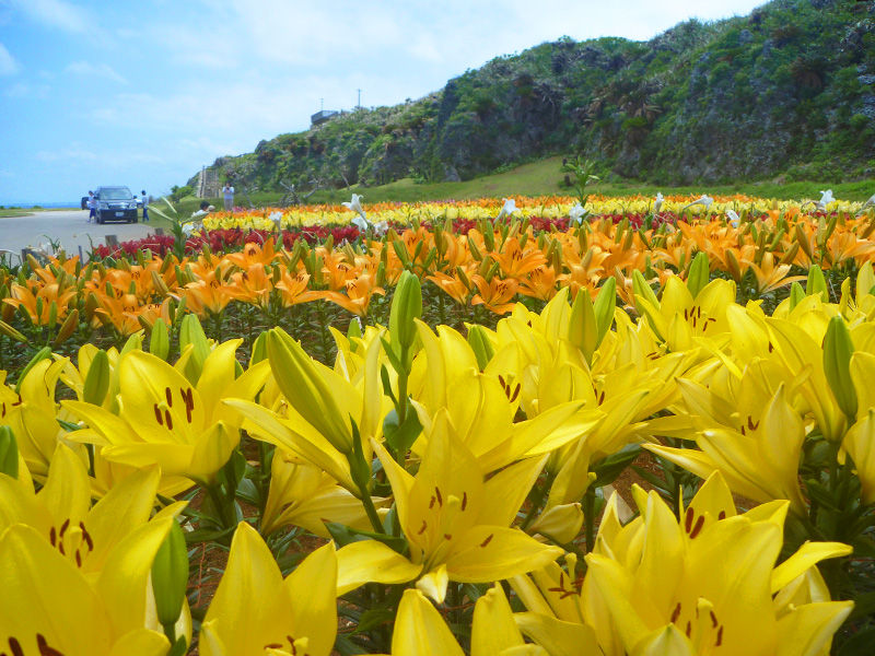 民泊中学生と巡る 5月初旬の伊江島 伊江島日和 沖縄の島生活ブログ 民泊中学生と巡る 5月初旬の伊江島 伊江島日和 沖縄の島生活ブログ