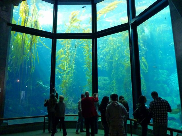 モントレー水族館 伊江島日和 沖縄の島生活ブログ モントレー水族館 伊江島日和 沖縄の島生活ブログ