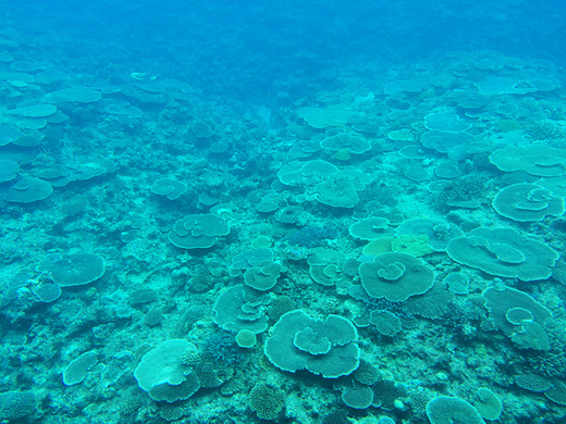 伊江島の水中観光船で見るサンゴ礁