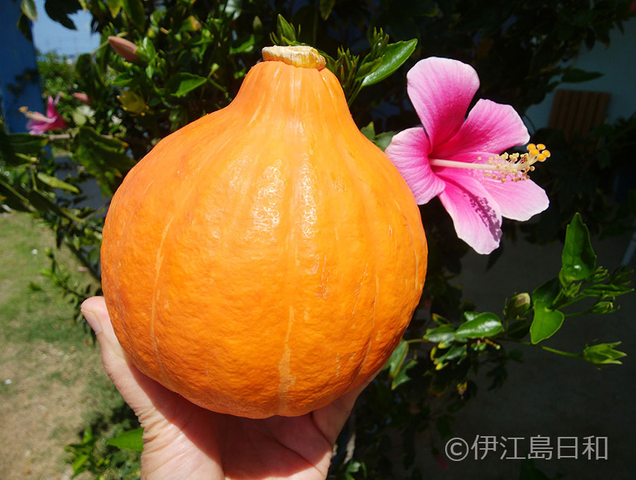 伊江島の野菜 コリンキー 伊江島日和 沖縄の島生活ブログ