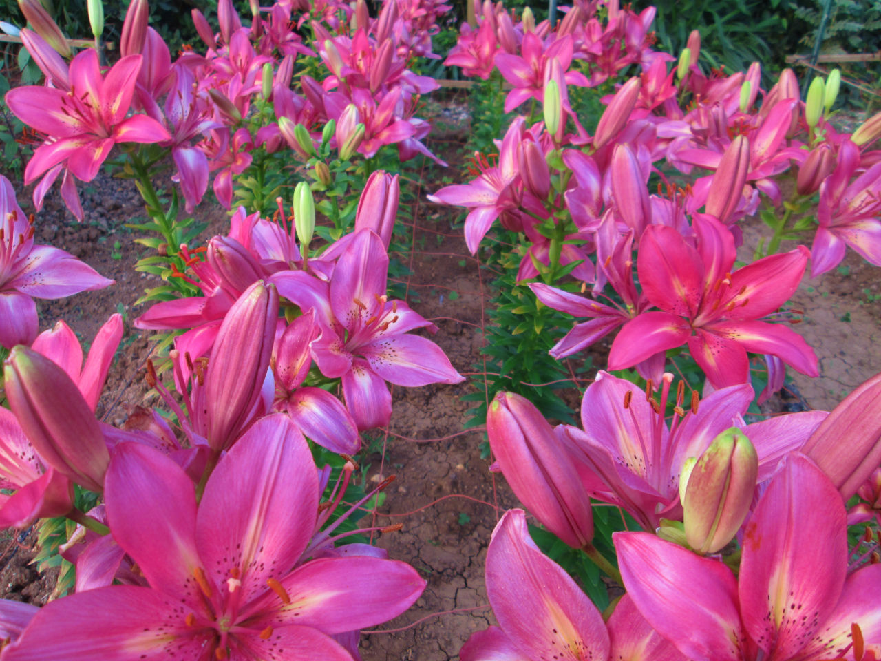世界のゆり 伊江島ゆり祭り 伊江島日和 沖縄の島生活ブログ 世界のゆり 伊江島ゆり祭り 伊江島日和 沖縄の島生活ブログ