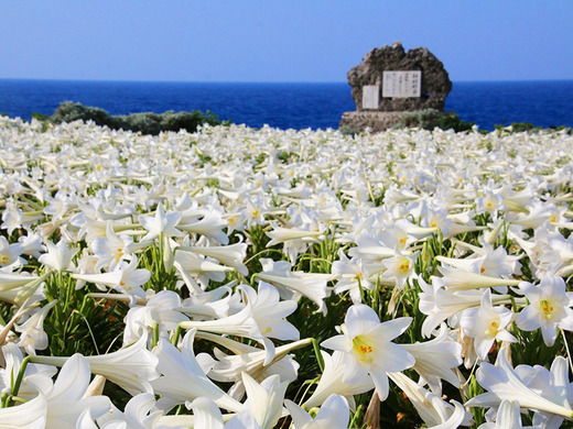 第20回伊江島ゆり祭り 5月5日(祝)の開花状況2