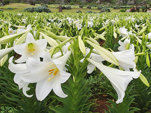 「第21回伊江島ゆり祭り」4月21日の開花状況