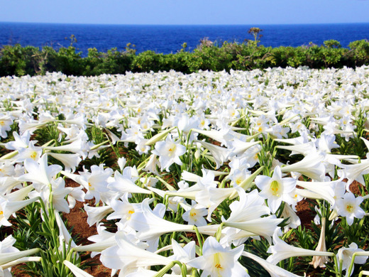 第20回伊江島ゆり祭り 5月5日(祝)の開花状況1
