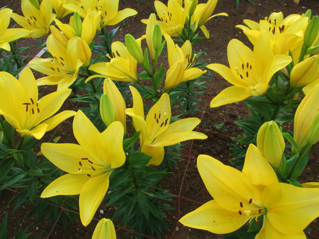 世界のゆり 伊江島ゆり祭り 伊江島日和 沖縄の島生活ブログ 世界のゆり 伊江島ゆり祭り 伊江島日和 沖縄の島生活ブログ