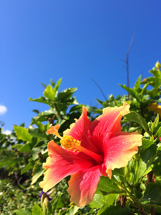 11月・夏日のハイビスカス
