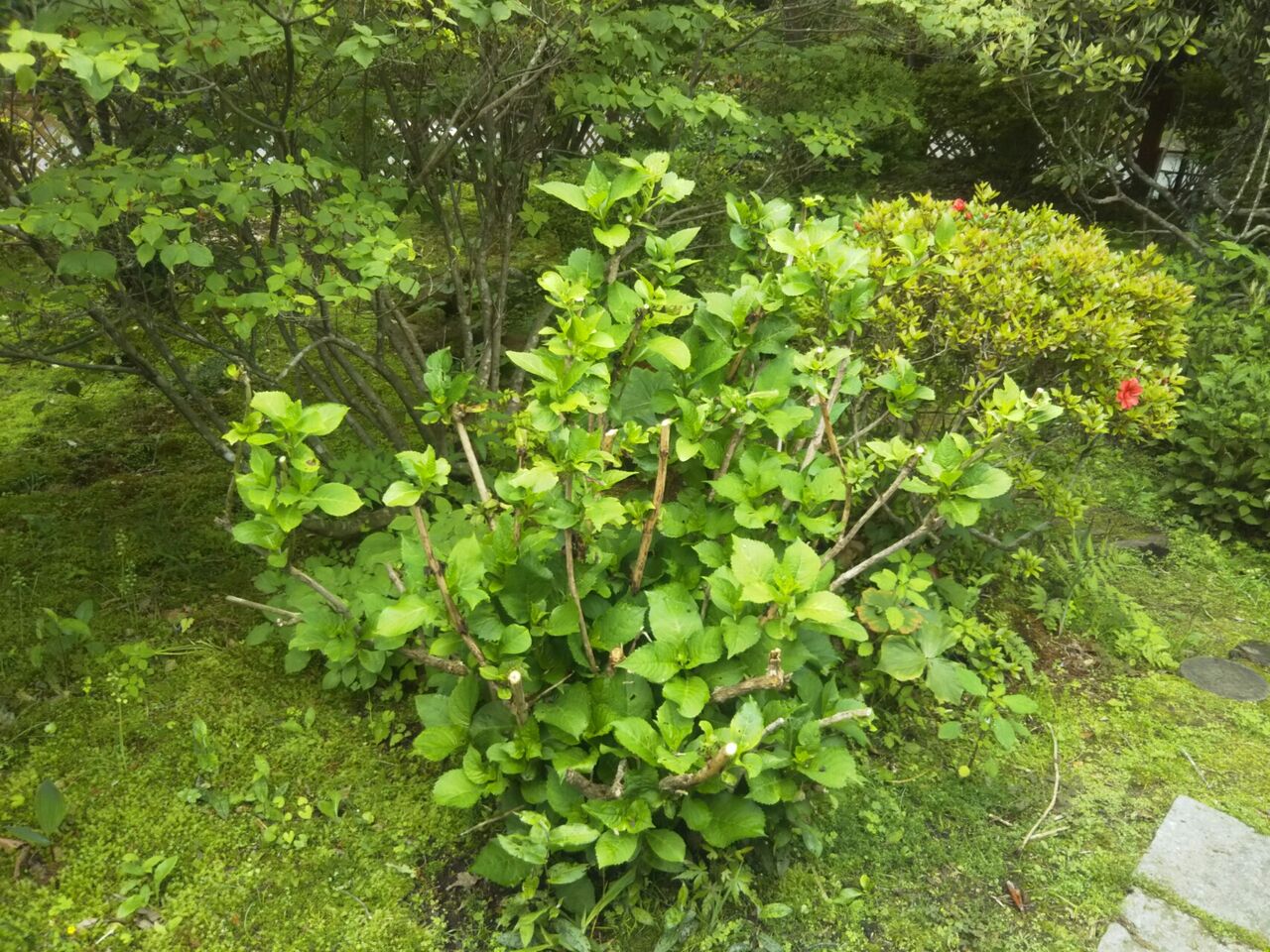 日 紫陽花が枯れる Okotのんびり高原暮らし日記 日 紫陽花が枯れる Okotのんびり高原暮らし日記