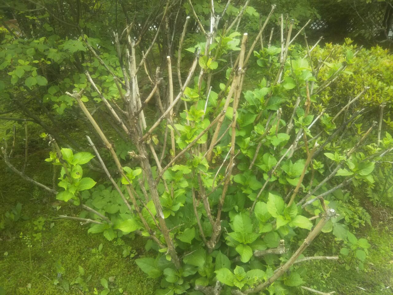 日 紫陽花が枯れる Okotのんびり高原暮らし日記 日 紫陽花が枯れる Okotのんびり高原暮らし日記