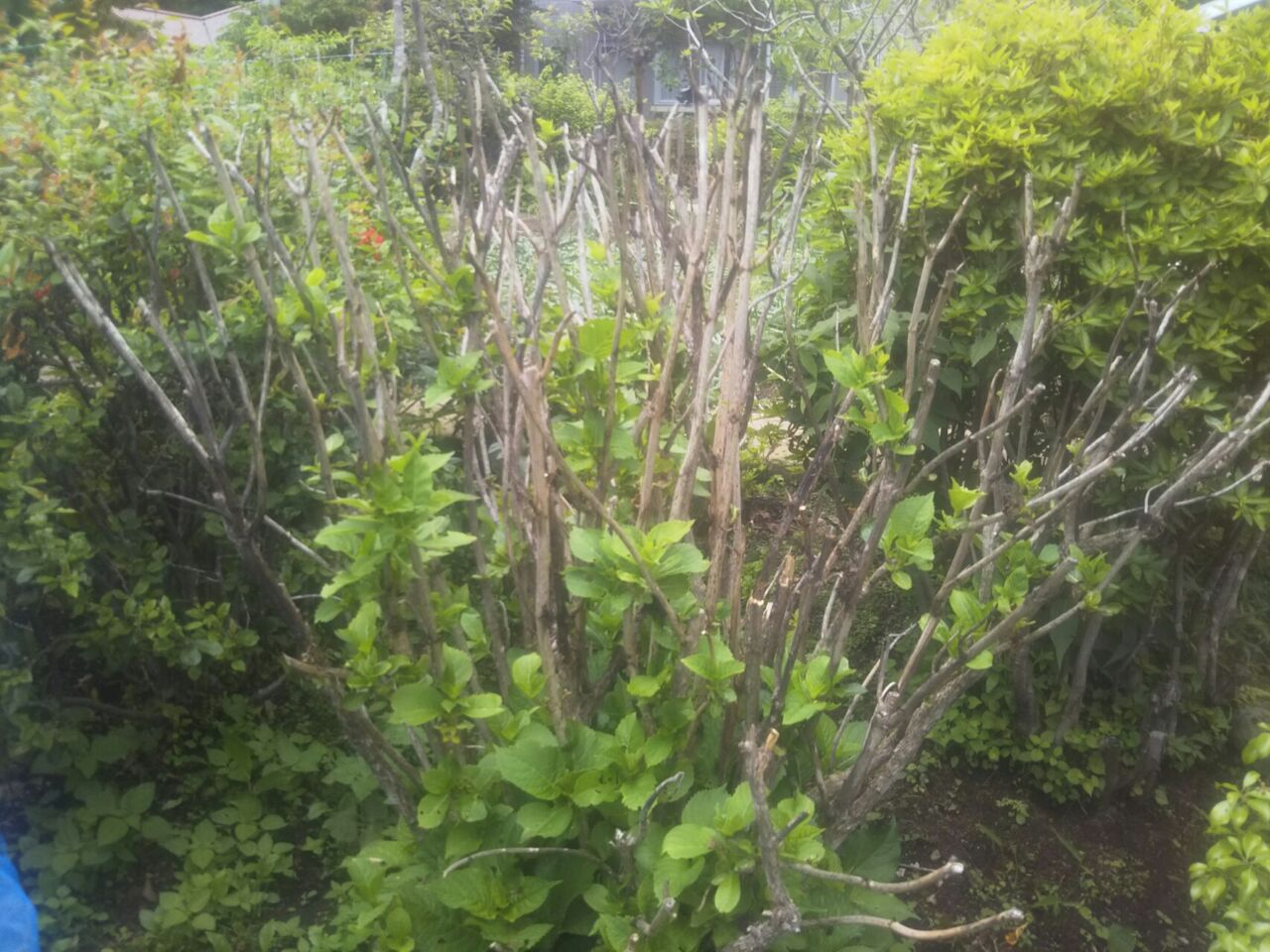 日 紫陽花が枯れる Okotのんびり高原暮らし日記 日 紫陽花が枯れる Okotのんびり高原暮らし日記