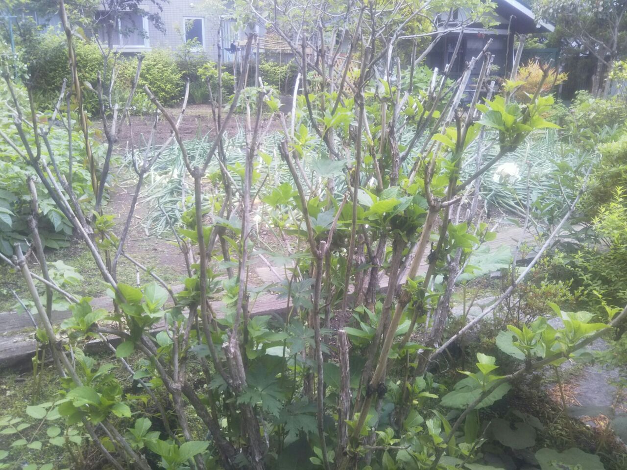 日 紫陽花が枯れる Okotのんびり高原暮らし日記 日 紫陽花が枯れる Okotのんびり高原暮らし日記