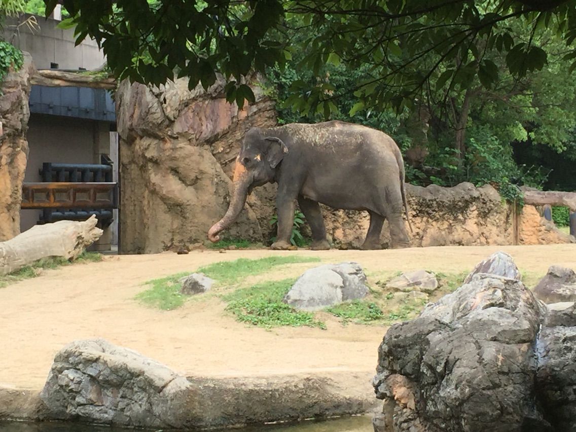 天王寺動物園にて動物早描きスケッチ授業と 後輩のゆるい展覧会 えかきの思考