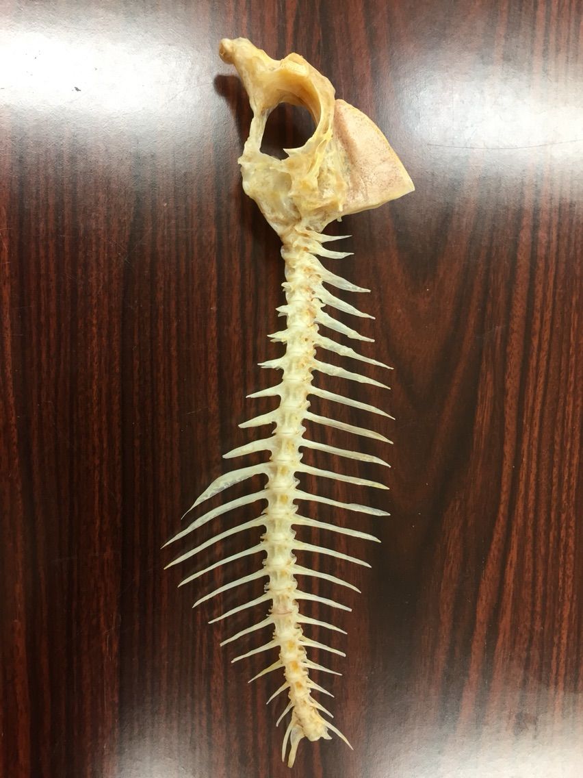 魚の骨を化石のように描く 前編 えかきの思考 魚の骨を化石のように描く 前編 えかきの思考