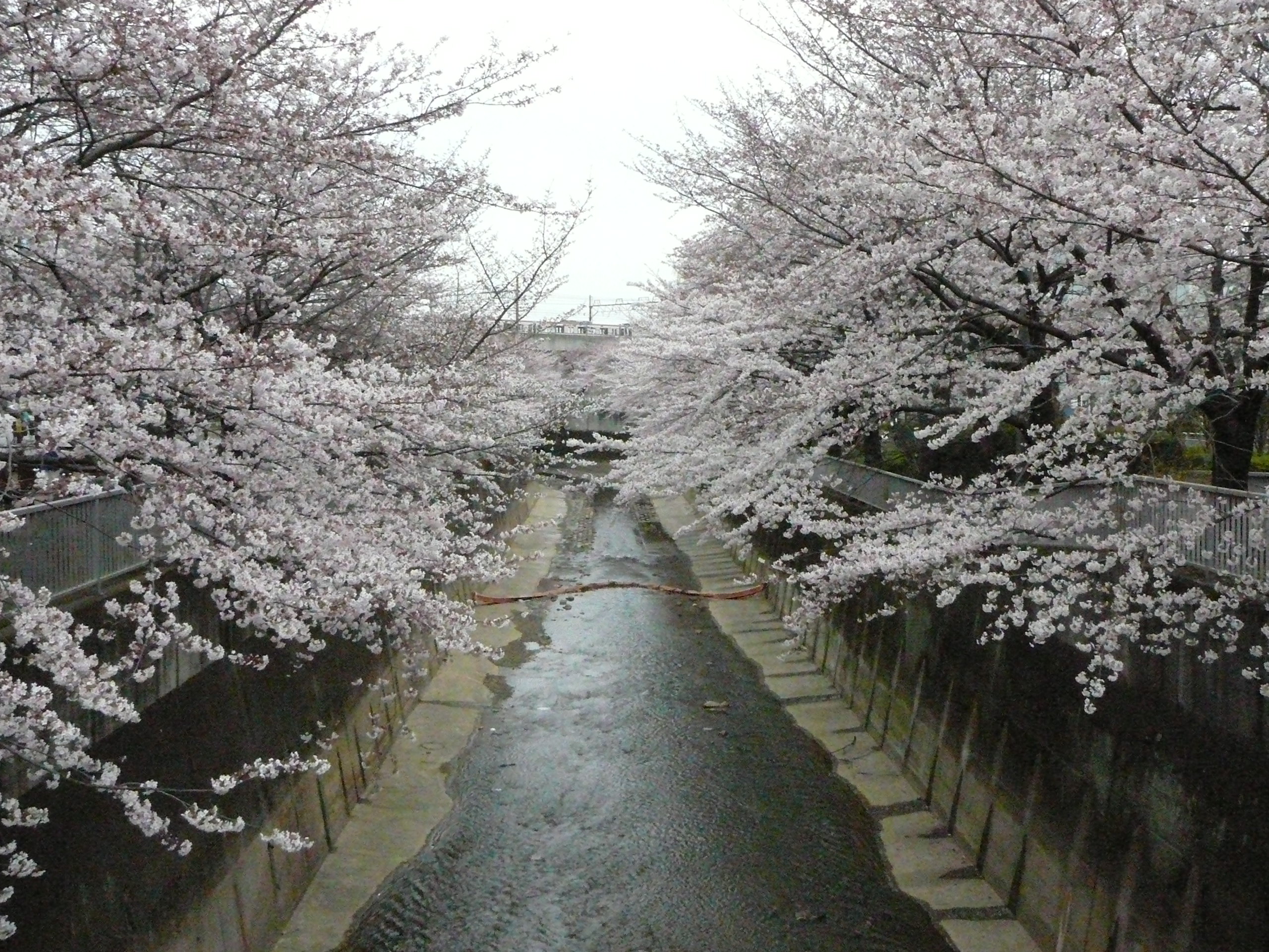 石神井川 石神井公園の桜 09年4月4日 土 ネリログ 練ログ