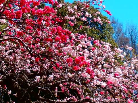 神代植物園09