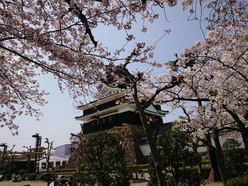 清洲城の桜 ほぼ空手日記 清洲城の桜 ほぼ空手日記