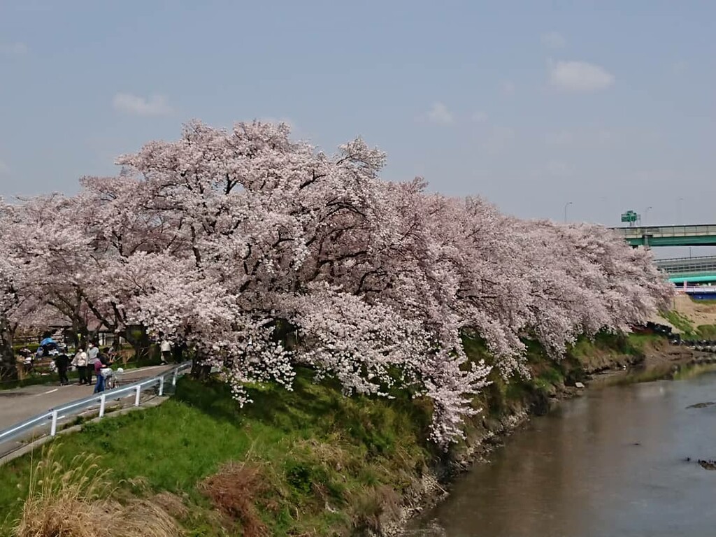清洲城の桜 ほぼ空手日記 清洲城の桜 ほぼ空手日記