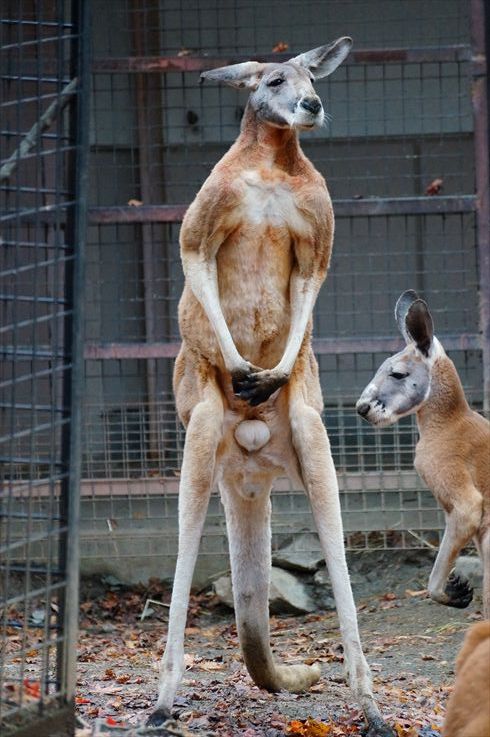 動物園 面白写真編 今日から俺は