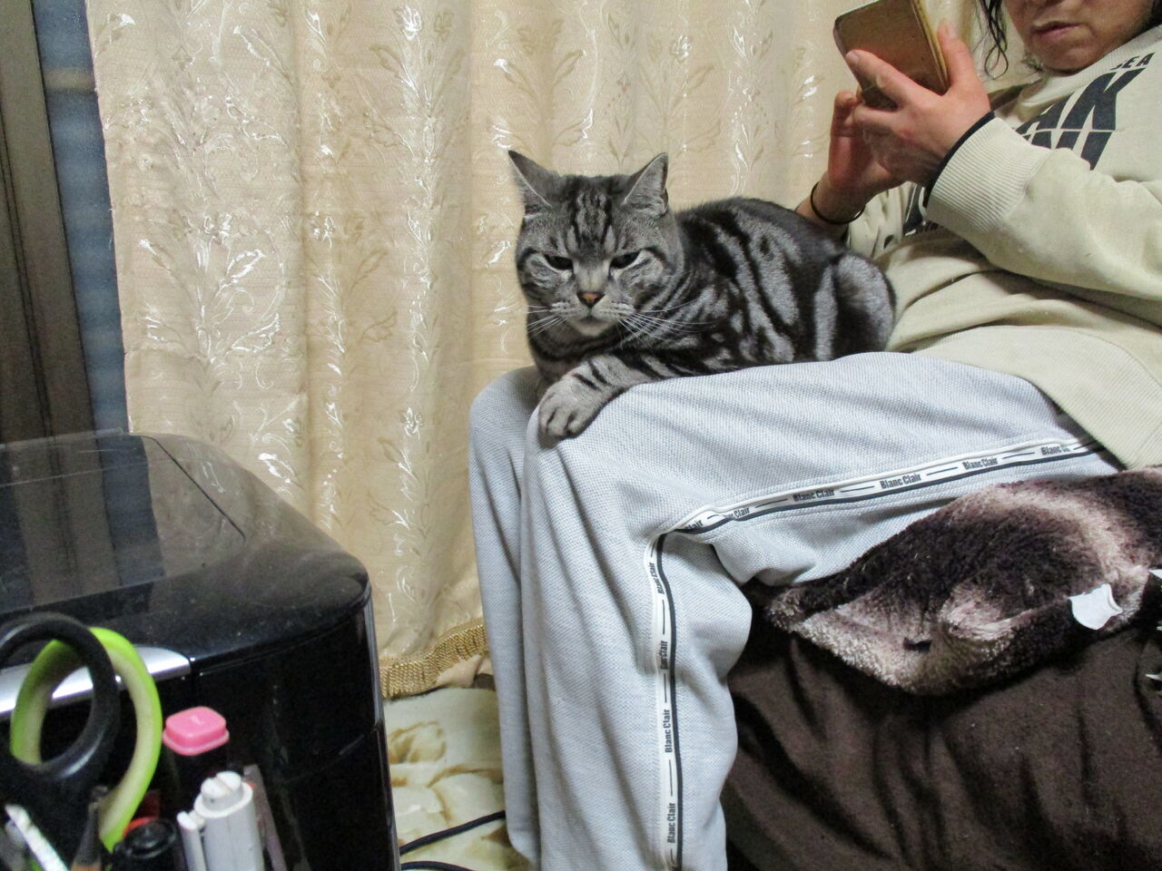 猫の日記 2月3日 水 晴れ 家内の膝の上で 三郎の日記